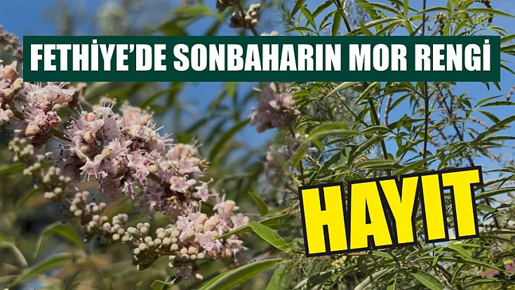 Fethiye’de sonbaharın mor rengi: Hayıt