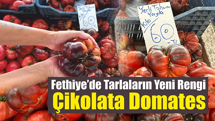 Fethiye’de Tarlaların Yeni Rengi: Çikolata Domates