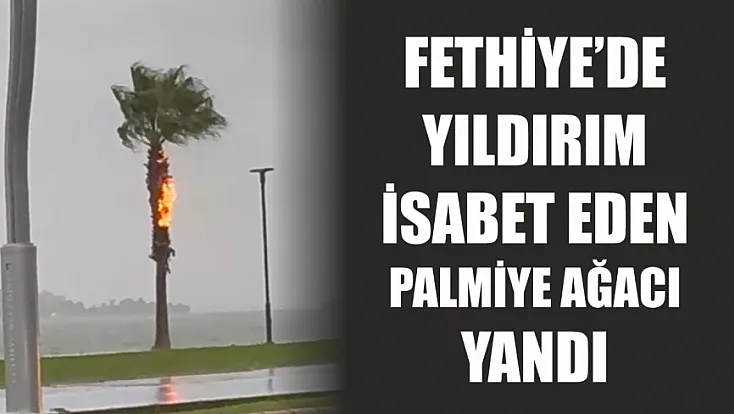 Fethiye’de yıldırım isabet eden palmiye ağacı yandı