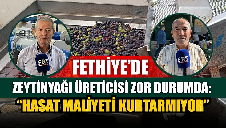 Fethiye’de zeytinyağı üreticisi zor durumda: ‘Hasat maliyeti kurtarmıyor’