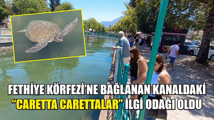 Fethiye Körfezi’ne bağlanan kanaldaki ‘Caretta Carettalar’ ilgi odağı oldu