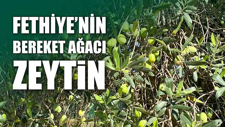Fethiye’nin bereket ağacı: Zeytin