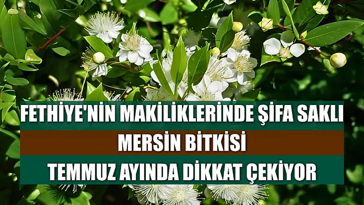 Fethiye'nin makiliklerinde şifa saklı: Mersin bitkisi Temmuz ayında dikkat çekiyor