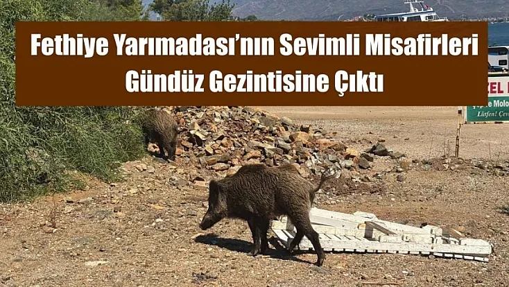 Fethiye Yarımadası’nın Sevimli Misafirleri Gündüz Gezintisine Çıktı