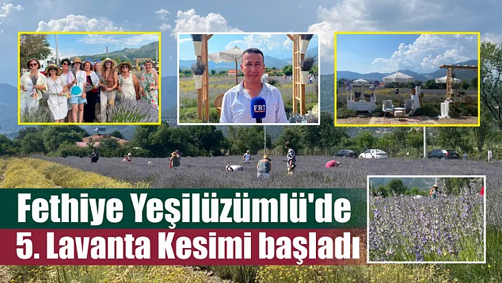 Fethiye Yeşilüzümlü'de 5. Lavanta Kesimi başladı