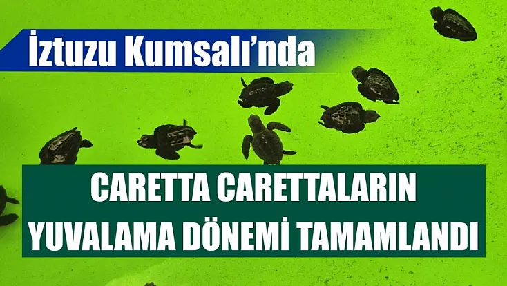 İztuzu Kumsalı'nda caretta carettaların yuvalama dönemi tamamlandı