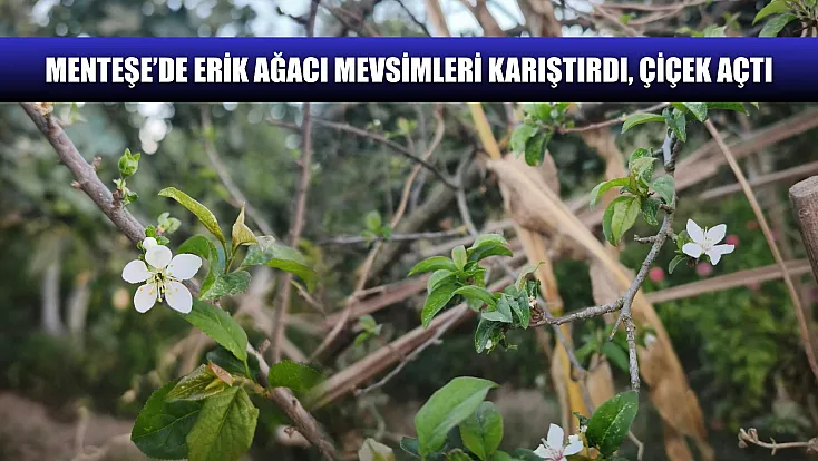 Menteşe’de erik ağacı mevsimleri karıştırdı, çiçek açtı