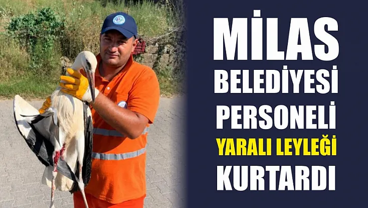 Milas Belediyesi Personeli Yaralı Leyleği Kurtardı