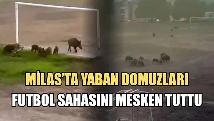 Milas'ta yaban domuzları futbol sahasını mesken tuttu