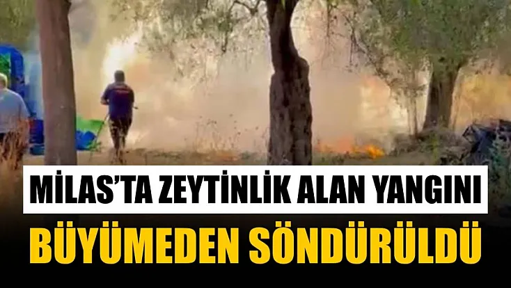 Milas'ta zeytinlik alan yangını büyümeden söndürüldü