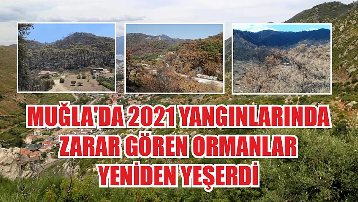 Muğla'da 2021 Yangınlarında Zarar Gören Ormanlar Yeniden Yeşerdi