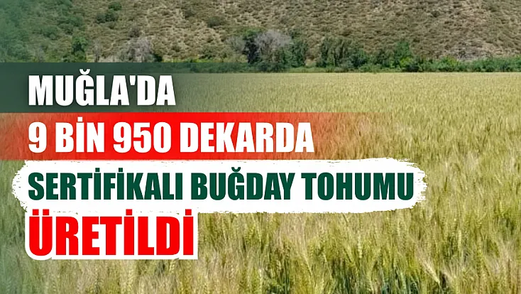Muğla'da 9 bin 950 dekarda sertifikalı buğday tohumu üretildi