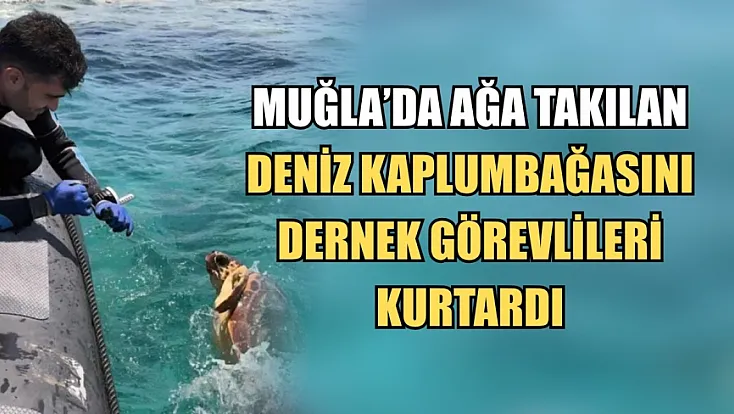 Muğla'da ağa takılan deniz kaplumbağasını dernek görevlileri kurtardı