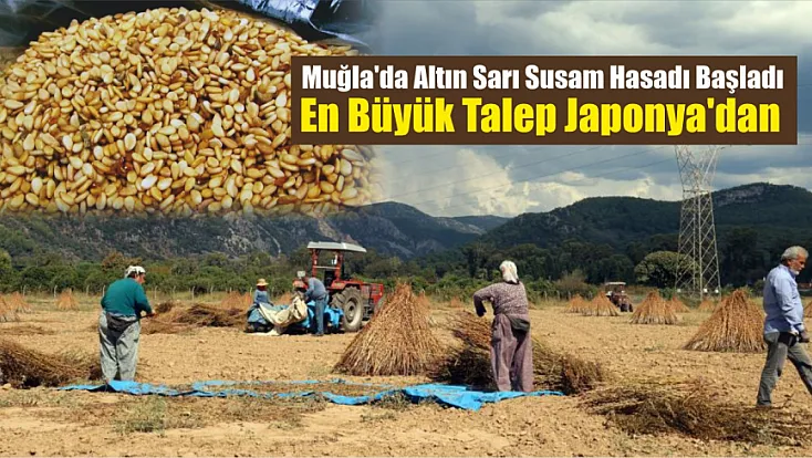 Muğla'da Altın Sarı Susam Hasadı Başladı: En Büyük Talep Japonya'dan