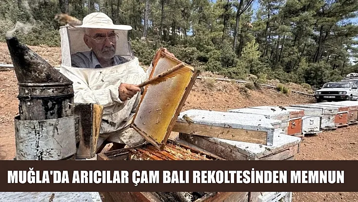 Muğla'da arıcılar çam balı rekoltesinden memnun