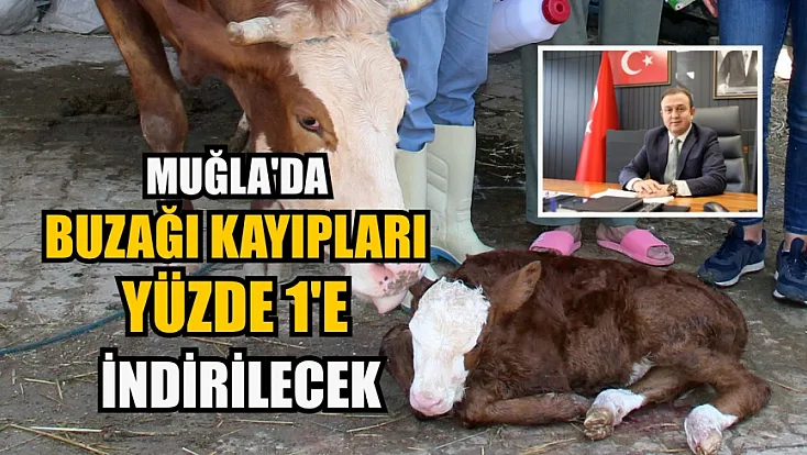 Muğla'da buzağı kayıpları yüzde 1'e indirilecek