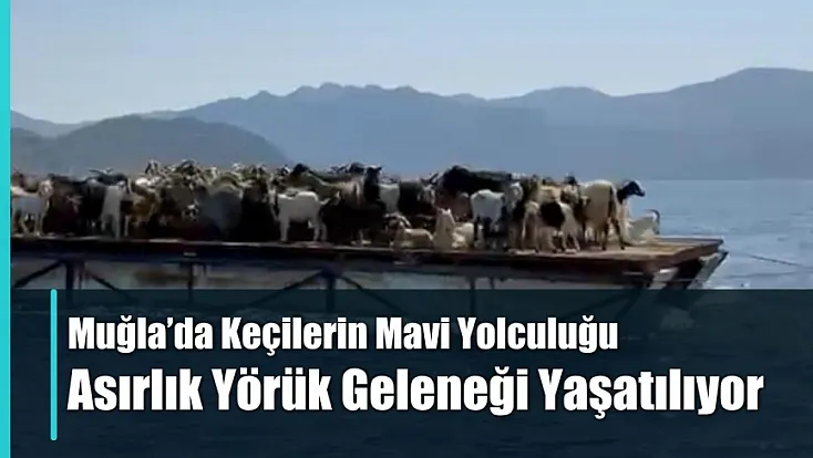 Muğla'da Keçilerin Mavi Yolculuğu: Asırlık Yörük Geleneği Yaşatılıyor