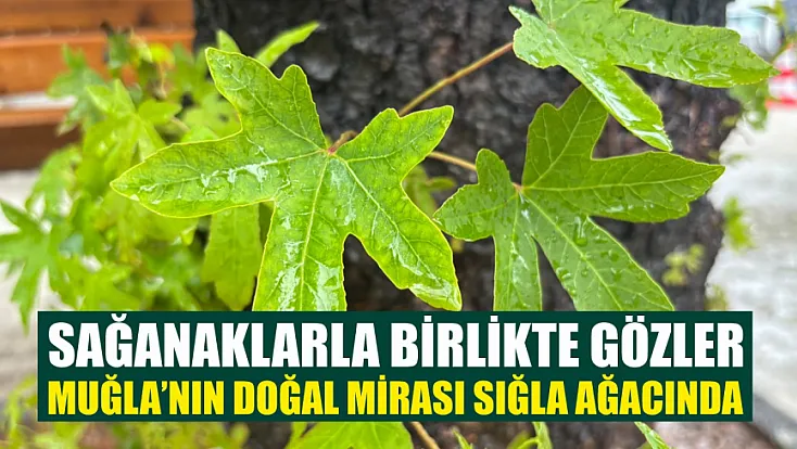 Sağanaklarla birlikte gözler Muğla’nın doğal mirası sığla ağacında