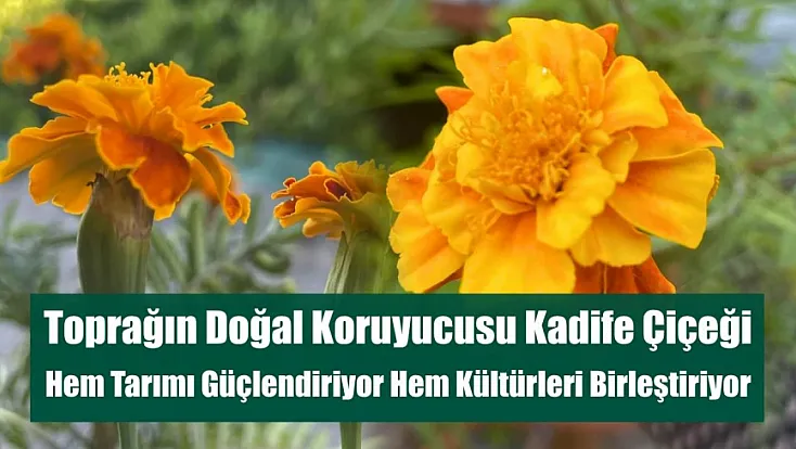Toprağın Doğal Koruyucusu Kadife Çiçeği: Hem Tarımı Güçlendiriyor Hem Kültürleri Birleştiriyor