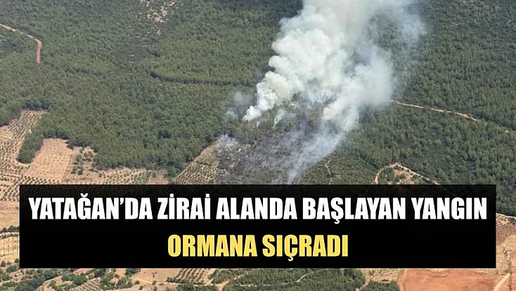 Yatağan'da zirai alanda başlayan yangın ormana sıçradı