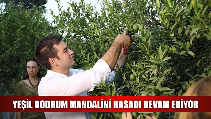 Yeşil Bodrum Mandalini hasadı devam ediyor