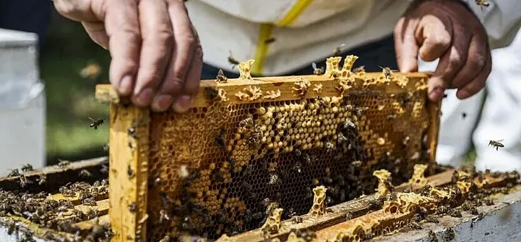 Arıcılık sektörü, üreticilerin meteorolojik verilere göre desteklenmesini talep ediyor