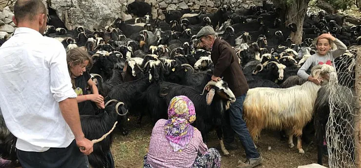 Eskiden çul dokuma ve kıl çadırda kullanılan koyun kılları artık çöpe gidiyor