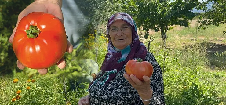 Kimyasal Kullanmadan Yetiştirdiler: İri Domatesler Görenleri Şaşırtıyor