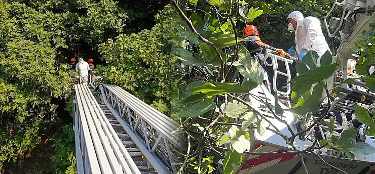 Koku sebebiyle yapılan kontrolde ağaca asılı ceset bulundu