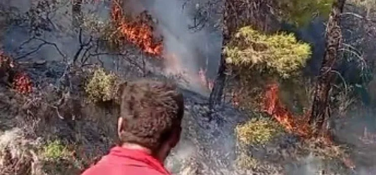 Manavgat'ta orman yangını