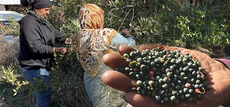 Meyvesi 300, yağı bin 200 liradan satılıyor posası bile değerlendiriliyor