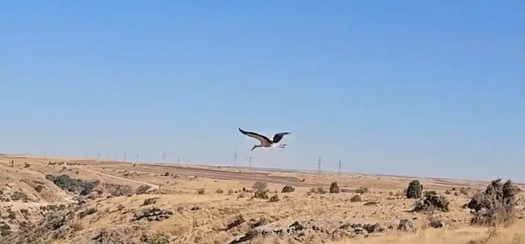 Ölen eşinin başında 5 gün boyunca bekleyen leylek tedavisinin ardından doğaya salındı