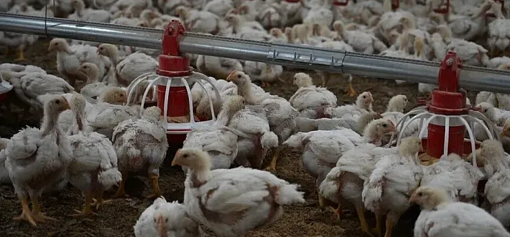 Tavuk eti üretimi ağustosta yıllık bazda yüzde 3,7 arttı