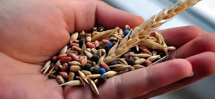 Türk tohumculuğu Asya ile Avrupa arasında büyüyor