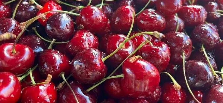 Türkiye'nin kiraz ve vişne ihracatı ilk yarıda 100 milyon doları aştı