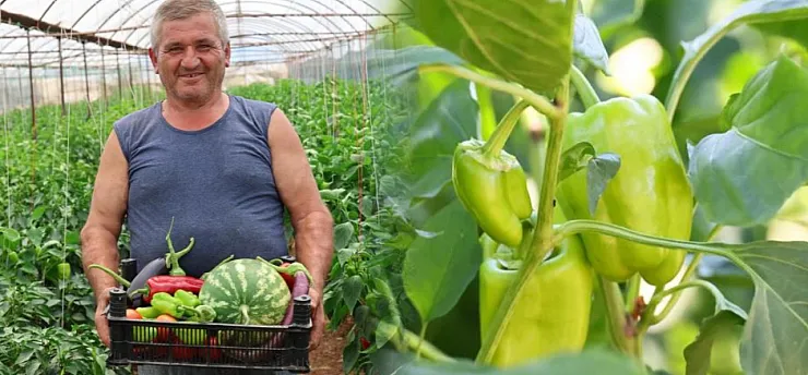 Üreten Bodrum'da hasat devam ediyor