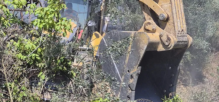 Manavgat'ta zeytinlik yangında 100 ağaç zarar gördü