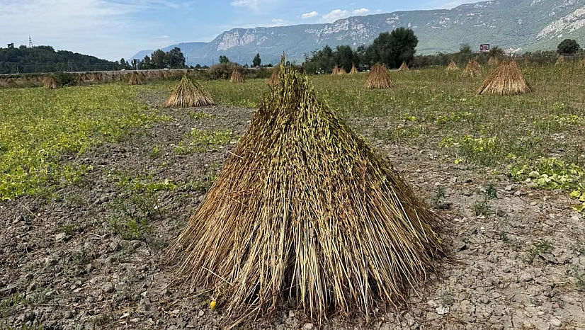 2. Gökova Susamı Hasat Festivali 3-4 Ekim'de düzenlenecek