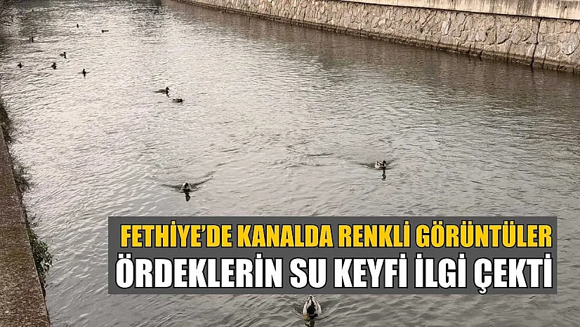 Fethiye'de kanalda renkli görüntüler: Ördeklerin su keyfi ilgi çekti