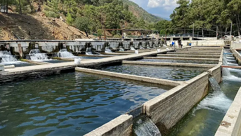 Fethiye'de 11 dönümlük tesis Avrupa'ya balık ihraç ediyor