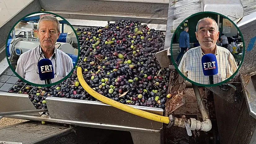 Fethiye'de zeytinyağı üreticisi zor durumda: 'Hasat maliyeti kurtarmıyor'