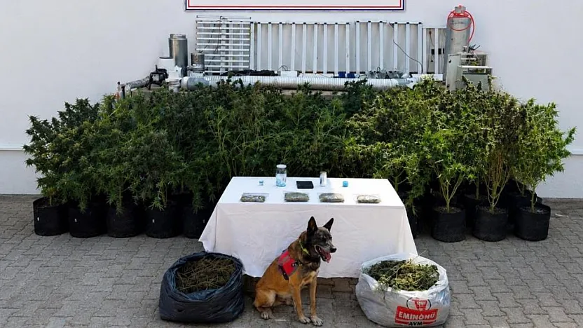Bodrum'da evden 56 kök kenevir ve 10 kilo skunk ele geçirildi