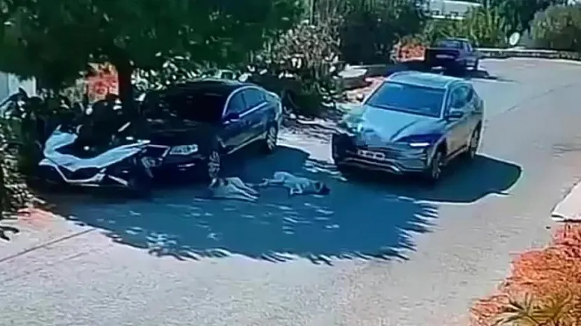 Bodrum'da Otomobil 2 Köpeğin Üzerinden Geçti: O Anlar Kamerada