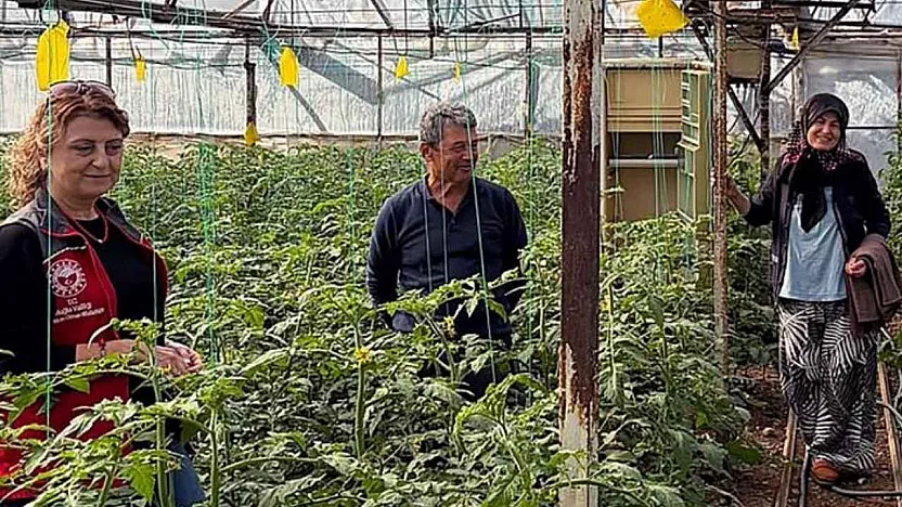 Dalaman'da sera kontrolleri sürüyor