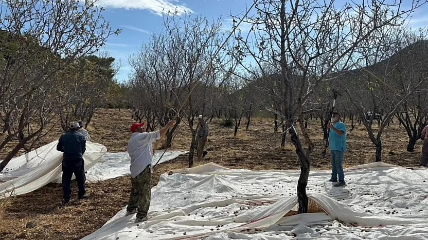 Datça'da badem hasadı sürüyor