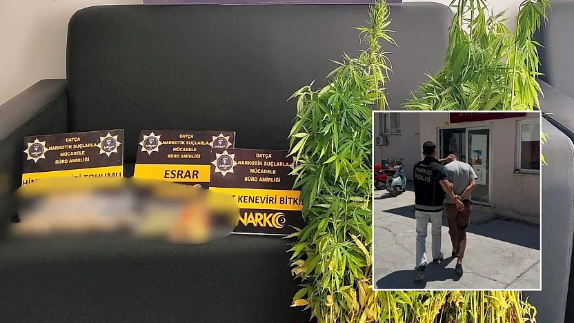 Datça'da uyuşturucu operasyonu: 200 kök Hint keneviri ele geçirildi, 1 tutuklama