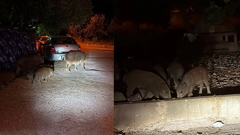 Fethiye'de Domuzlar Sokağa İndi