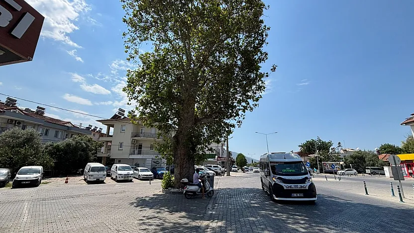 Fethiye'de Herkes 'Zincirli Kavak' Diyor Ama O Ağaç Aslında Kavak Değil!