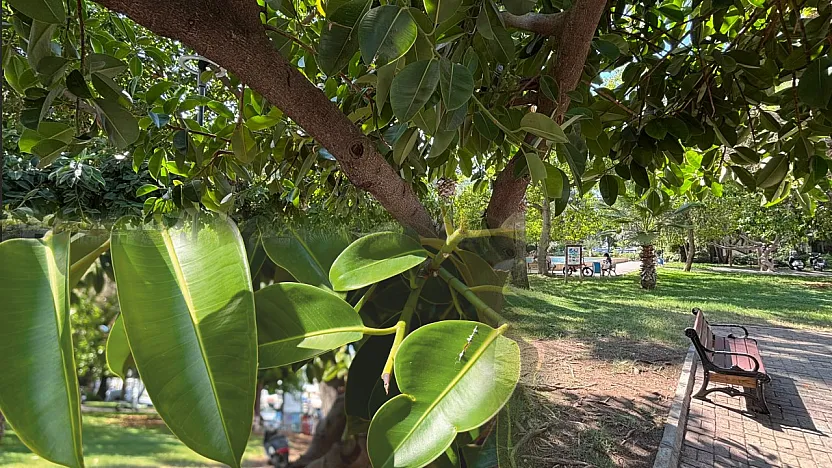 Fethiye'de kauçuk ağaçları geniş gölgeleriyle öne çıkıyor