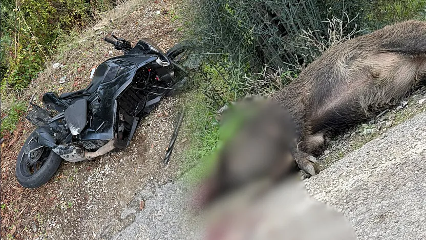 Fethiye'de Motosiklet Domuza Çarptı: Sürücü Yaralandı